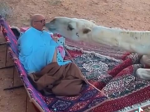 The owner feeding the camel.
