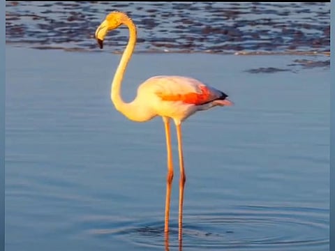 Still from Dubai Municipality clip on X (formerly Twitter) showing a Greater Flamingo in Ras Al Khor Wildlife Sanctuary 