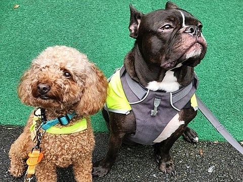 Two volunteers at the 'Dog Patrol Program'