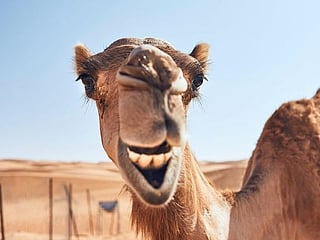 Abu Dhabi labs accomplish world’s first implanting of live cells from camel embryos