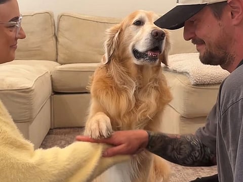 Screengrab of Riley the Golden Retriever taking up the challenge