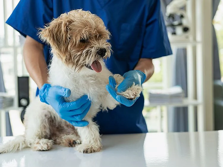 Dog at the vet