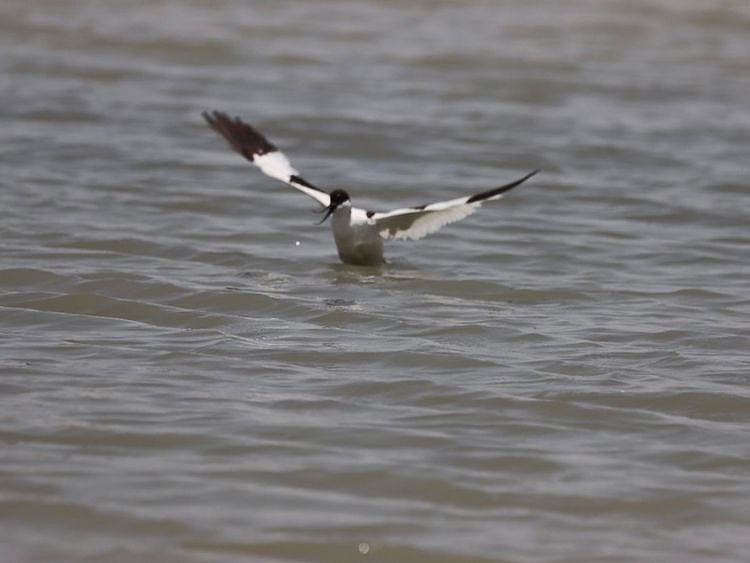 pied-avocet2-1718695647000