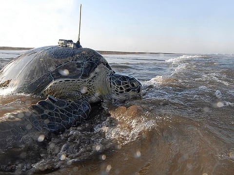 A female green sea turtle named Dibba, released from Jumeirah Beach.  