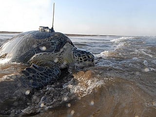 UAE to Thailand: Unusual journey of a rescued turtle
