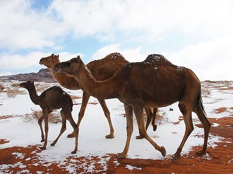 Photos: Tabuk camels symbolize authenticity and heritage