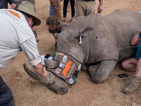 A sedated rhinoceros lies unconscious as professor James Larkin (L) from the University of the Witwatersrand's Radiation and Health Physics Unit (RHPU) along with other Rhisotope Project members carefully implant dosed and calculated radioisotopes into it’s horns.