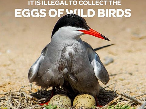 It is illegal to collect eggs of wild birds in the UAE.