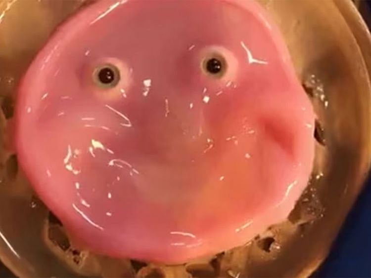  The University of Tokyo researchers published their findings this week along with a video of the gooey-looking pink material being stretched into an unsettling grin.