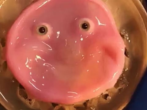  The University of Tokyo researchers published their findings this week along with a video of the gooey-looking pink material being stretched into an unsettling grin.