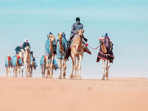 UNESCO-inscribed Alheda'a: Enduring bond between Arabs and camels
