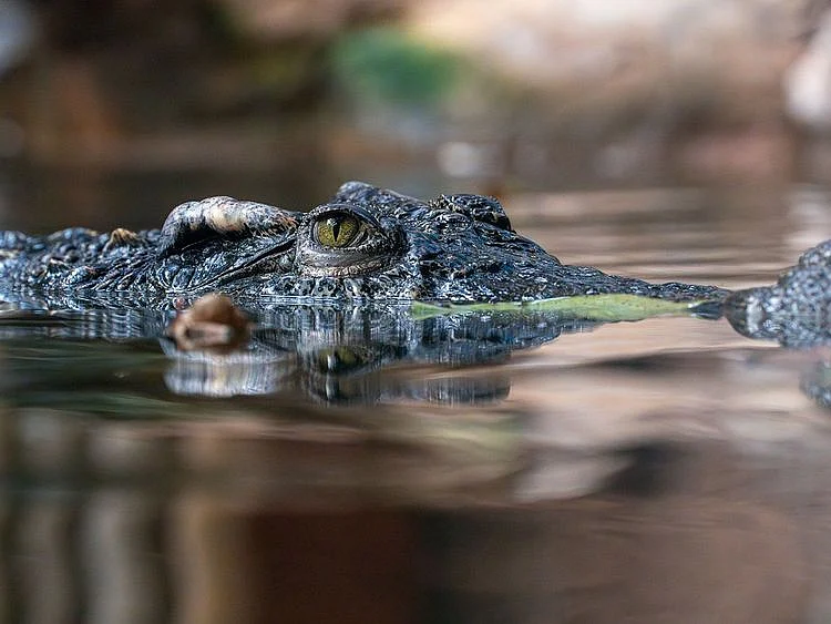 20240703 crocodile