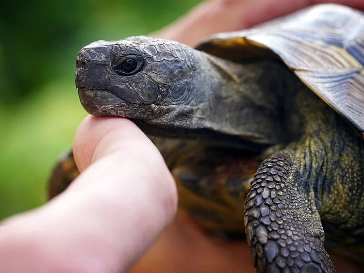 20240704 tortoise