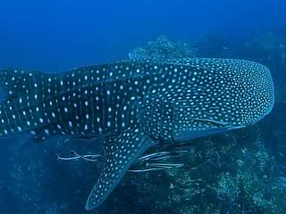 Watch: Whale shark spotted near the Abu Dhabi Corniche, UAE agency shares video