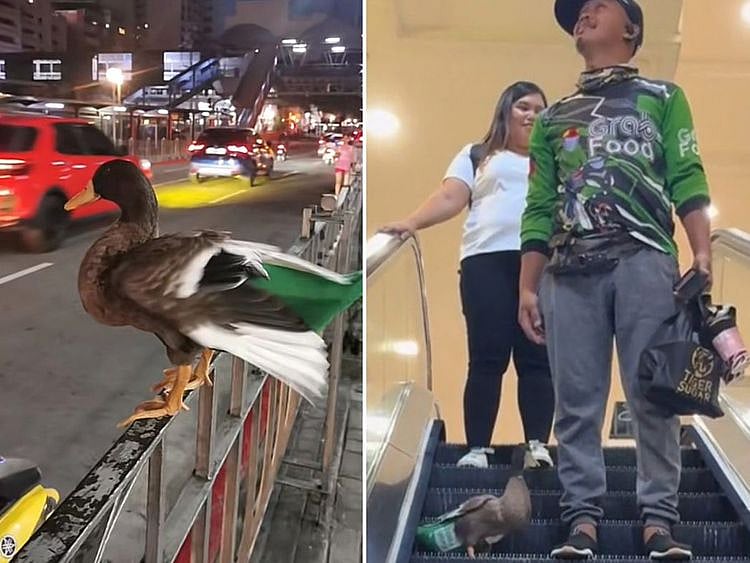 food delivery duck