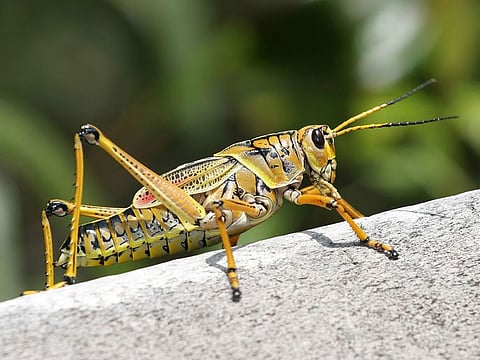 Crickets and locusts are allowed to be imported at an adult stage only.