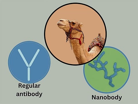 These fascinating creatures of the desert, with their long, elegant necks and padded feet, might hold the key to a medical revolution. Camels, it turns out, harbour a secret weapon in their blood: nanobodies. These tiny antibodies, discovered almost by accident, are sparking a wave of medical research into a whole new class of drugs and therapies 