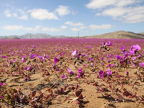 Photos: Unusual rainfall brings winter flowers to Chile's Atacama desert