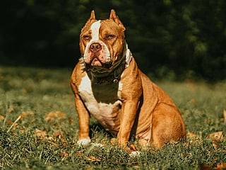 Ireland to ban 'XL bully' dogs after fatal attack