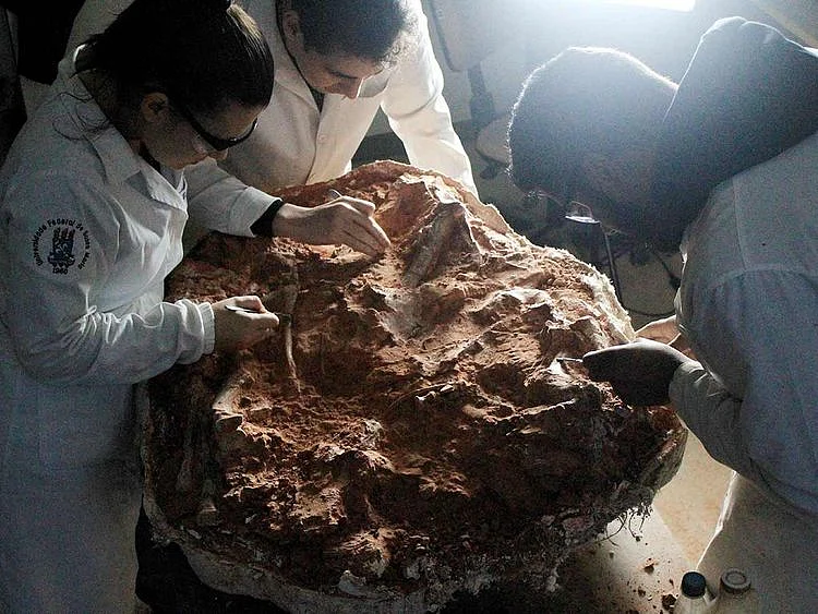 dinosaur fossil 