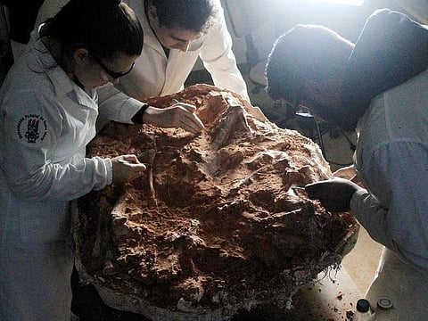 Undated handout picture released by the Federal University of Santa Maria (UFSM) on July 18, 2024, showing paleontologist working on a dinosaur fossil was discovered in Sao Joao do Polesine, Rio Grande do Sul, Brazil. 