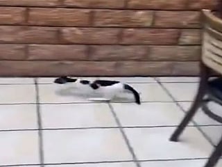 Watch: Kittens rescued from closed Kuwaiti restaurant after passerby notices them inside