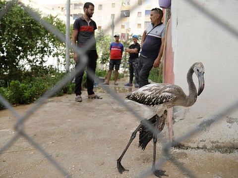 A rescued flamingo walks past volunteers treating dehydrated birds rescued from an area near a dried-up lagoon in the Algerian northeastern region of Ain Mlila on July 19, 2024, following a rescue operation by local residents.  