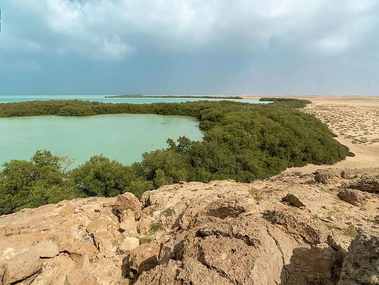 Saudi Arabia's efforts are part of a broader goal to plant 100 million mangrove seedlings along the coasts of the Red Sea and the Arabian Gulf in the coming years.