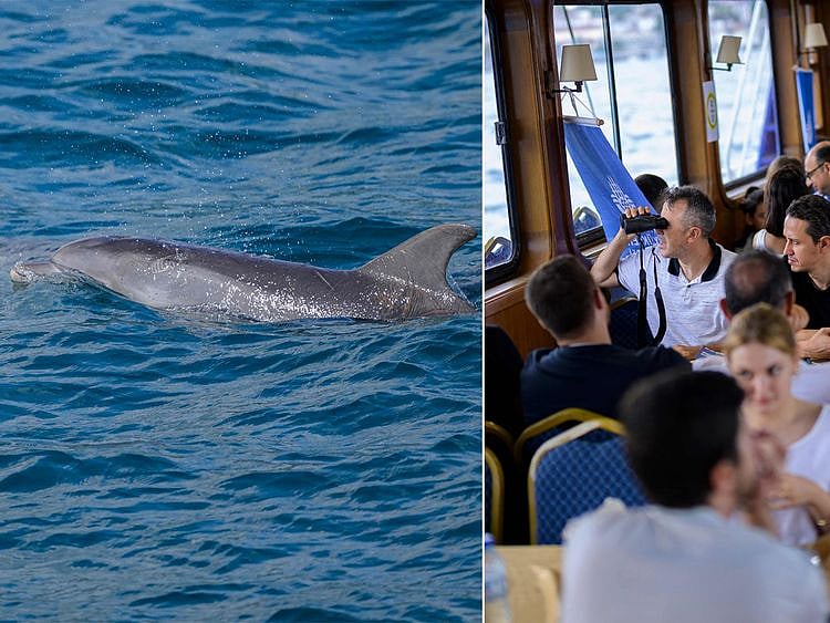 DOLPHIN 1-1722262353790