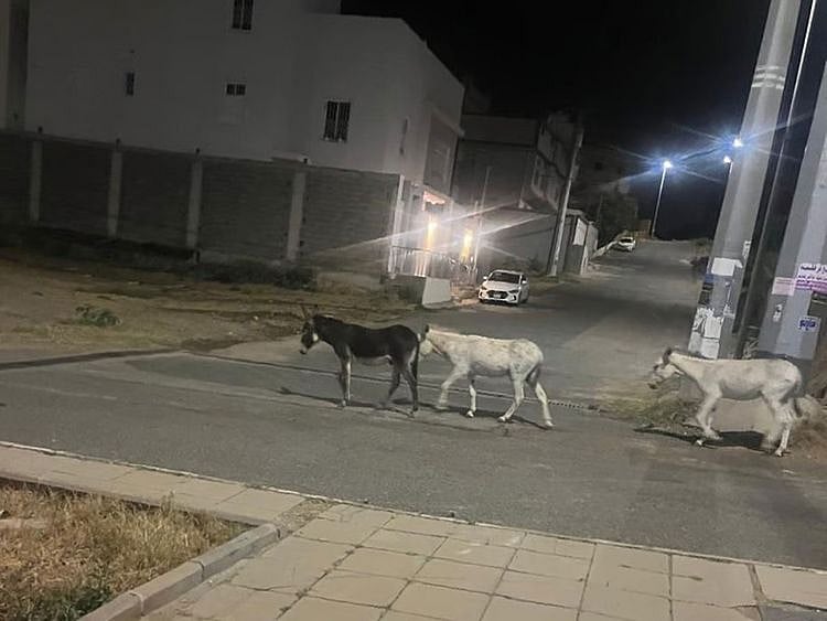 The widespread presence of these animals has led to significant inconvenience, environmental pollution, and a decline in the quality of daily life.