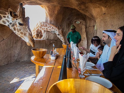 A family enjoying breakfast with giraffes at the Emirates Park Zoo in Abu Dhabi.