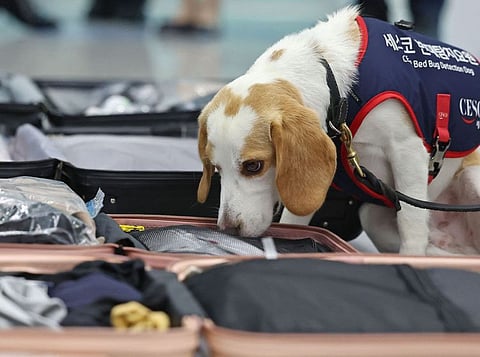 CESCO taking part in a demonstration of bed bug detection in passengers' luggage at Incheon International Airport's Terminal 2 in Incheon.  