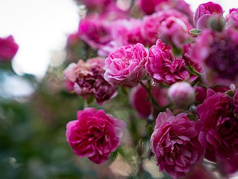 Damask rose: From the delicate mist of a diffuser to the bursting flavours of festive cuisine, rosewater, which is liquid distilled from roses, has enchanted cultures for centuries. 