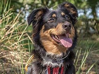 Shola, the blind rescue dog, now helps save other puppies from blindness
