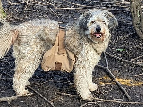 The dogs in the town, walking along the paths of an urban Nature reserve, carry backpacks that sprinkle wildflower seeds to help with reforestation of the area.