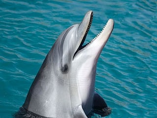 Dolphin bites spark warning on Japanese beaches