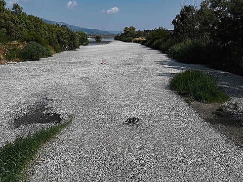 A general view shows dead fish fish floating in the Xiria River near Volos, central Greece, on August 28, 2024. 