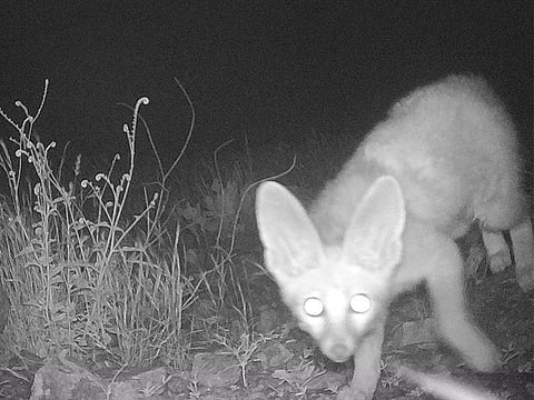  The elusive Blanford’s Fox is one of the latest species captured on camera as part of the Notice Nature initiative in the UAE