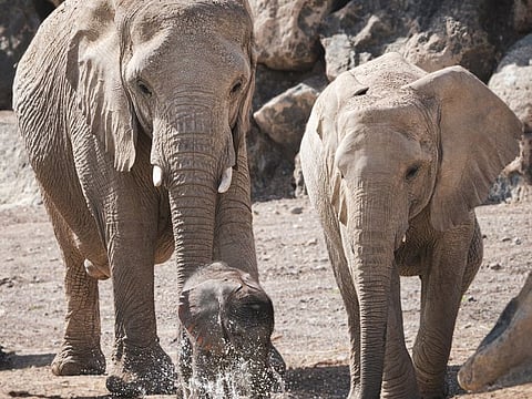 Sharjah Safari has seen the birth of 300 new animals and birds till the beginning of this month.