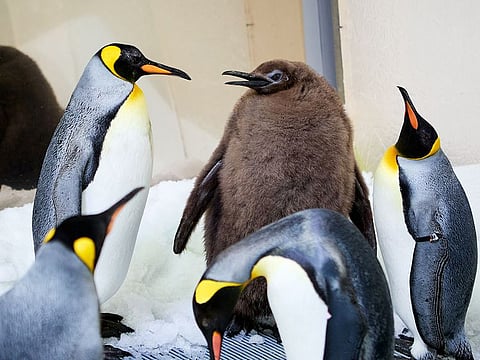Pesto (centre) is the largest penguin the Sea Life Melbourne has ever seen. 