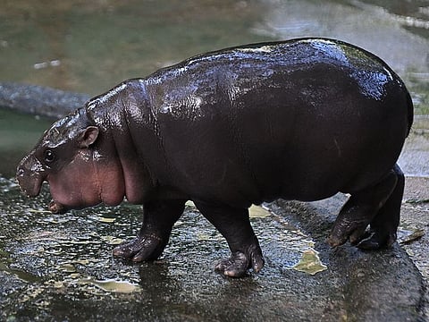 Moo Deng, a two-month-old female pygmy hippo who has recently become a viral internet sensation, is seen at Khao Kheow Open Zoo in Chonburi province.