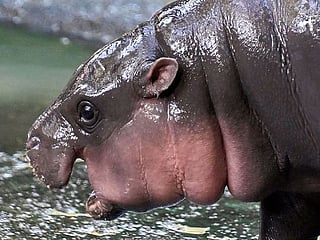Viral pygmy hippo proves cash cow for Thai zoo