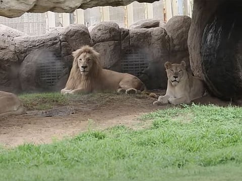 Inside look: Dubai Safari Park reopens for the sixth season