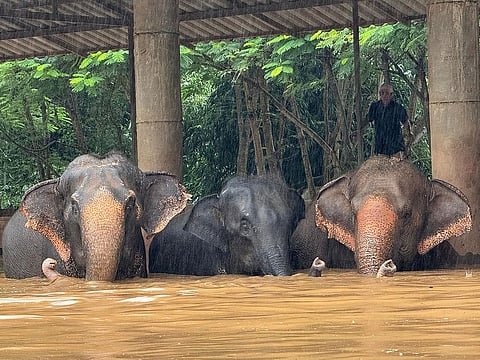 This handout photo taken and released on October 3, 2024 by the Elephant Nature Park shows elephants standing in flood waters at the sanctuary in Thailand's northern Chiang Mai province. 