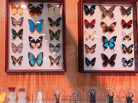 The preserved butterflies on display at the current Saudi International Falconry Exhibition.  