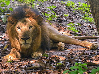Illustrative image. Three lions at a Tokyo zoo have died from suspected heatstroke.