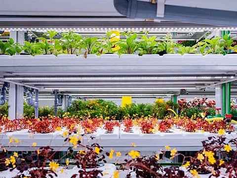 Future Food Foundry makes significant investment in Greeneration to transform UAE good production