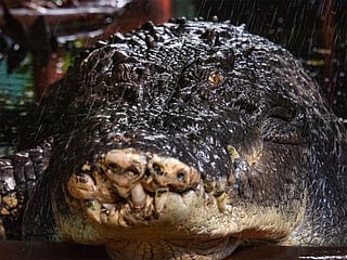 World's largest crocodile in captivity dies aged 110
