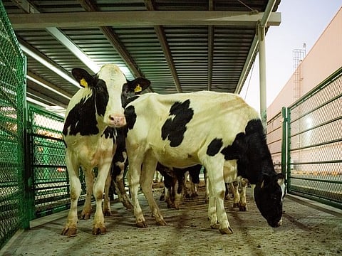 The cows are fed organic fodder free from chemical fertilisers and pesticides, and are non-GMO (genetically modified organisms)