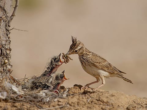Birds refuse to perform on cue for a picture, says Salma
